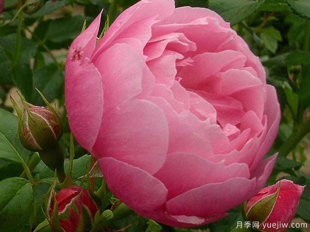 玛丽芭兰诗派乐月季(图2) 玛丽芭兰诗派乐月季(图3)