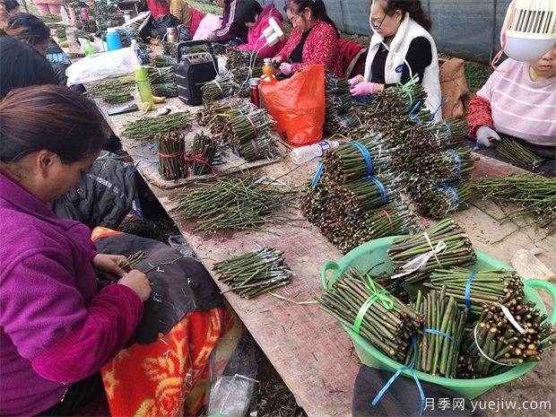 南阳卧龙区发展月季花经济 培育花卉产业致富路(图1)