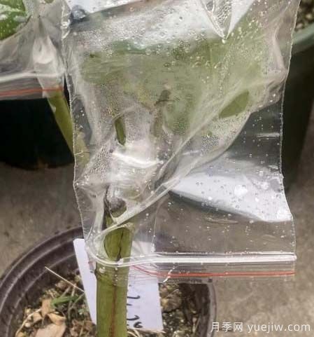 棒棒糖月季嫁接避免流伤的办法(图2) 棒棒糖月季嫁接避免流伤的办法(图2)