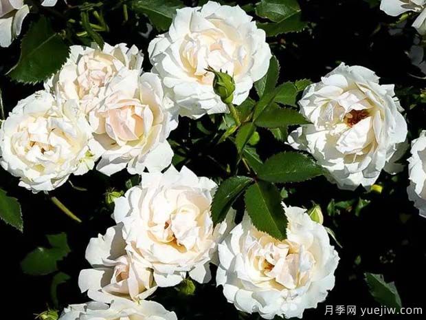 冰冠月季的优缺点是什么？(图1)