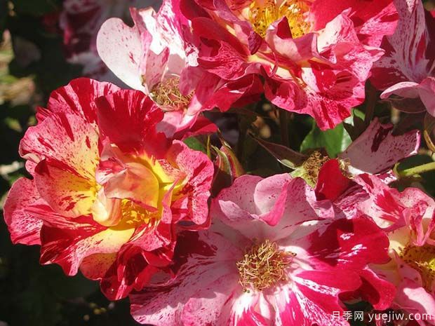 又香又美！全球最香月季10大排行榜(图3)