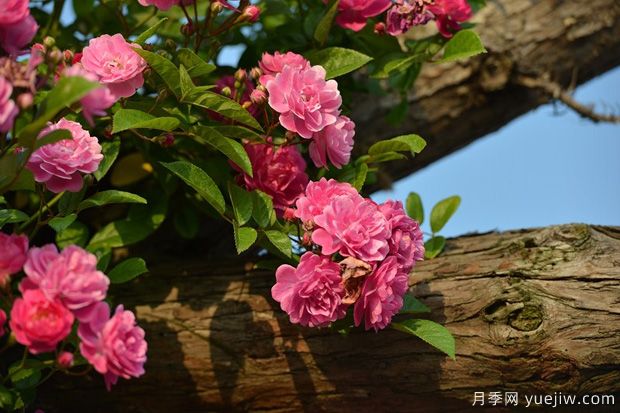 庭院月季花卉养护浇水技巧(图1)