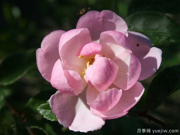 小骑士月季(图1)