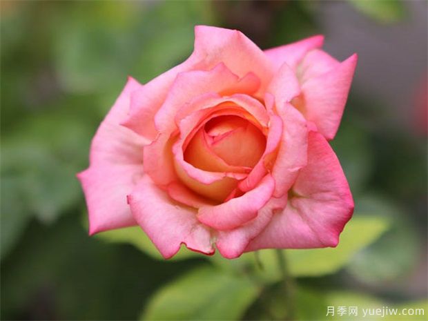 月季花简介(图1) 月季花简介(图1)