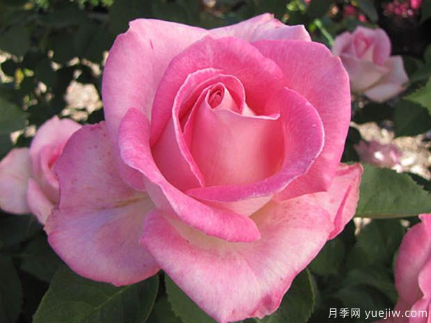 粉色庆典月季的优缺点是什么？(图1)