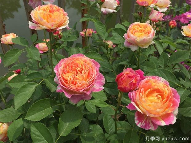 月季花虫害的治疗方法(图1)