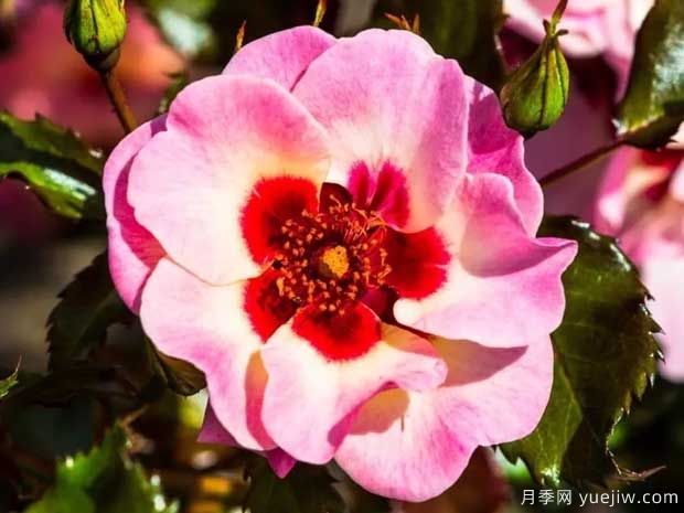 甜蜜巴比伦眼睛月季的优缺点是什么？(图1)