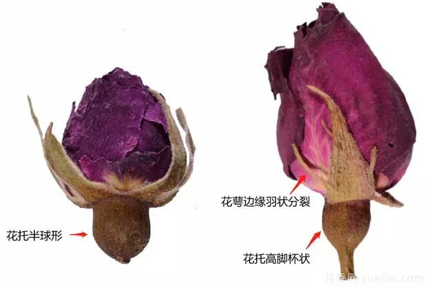 玫瑰月季蔷薇，市场上还能找到纯种玫瑰吗？(图1)