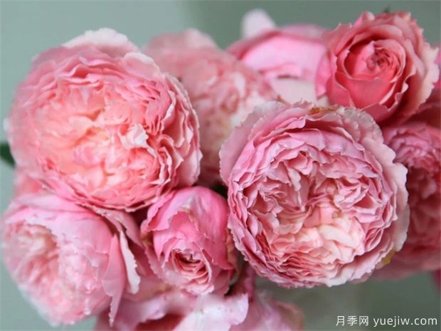 美咲(xiao)月季如何养植？(图1)