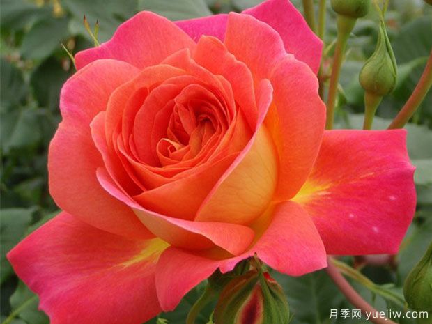 仲夏月季(图1) 仲夏月季/盛夏月季(图1)