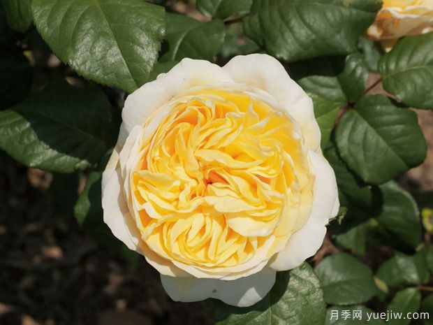 月色浪漫月季的优缺点是什么？(图1)