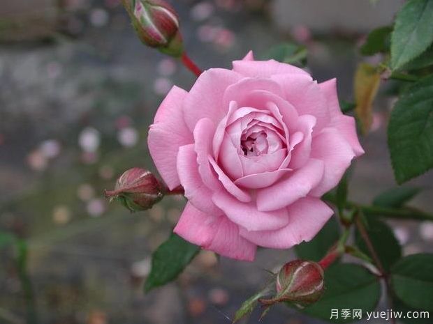 柔光月季(图1)