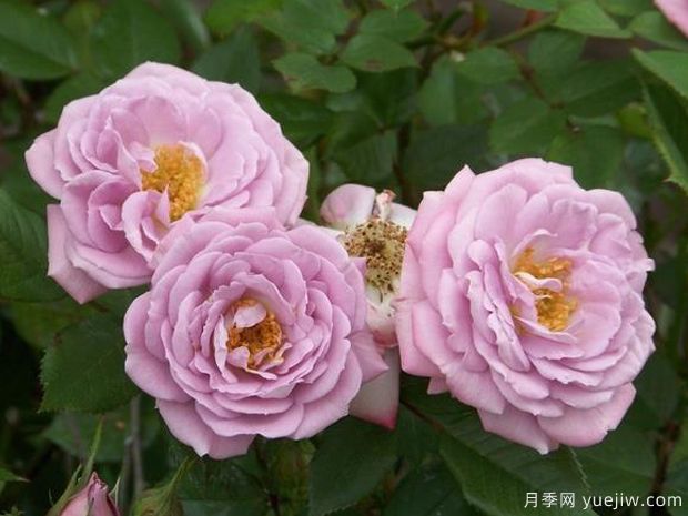 柔光月季(图3)