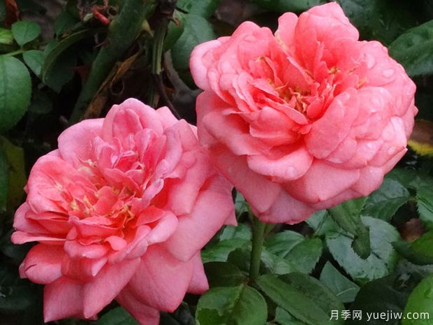 又香又美！全球最香月季10大排行榜(图5)