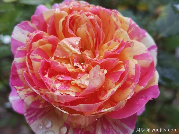 月季的耐热三宝，夏天随便养，开花时美到爆(图3)