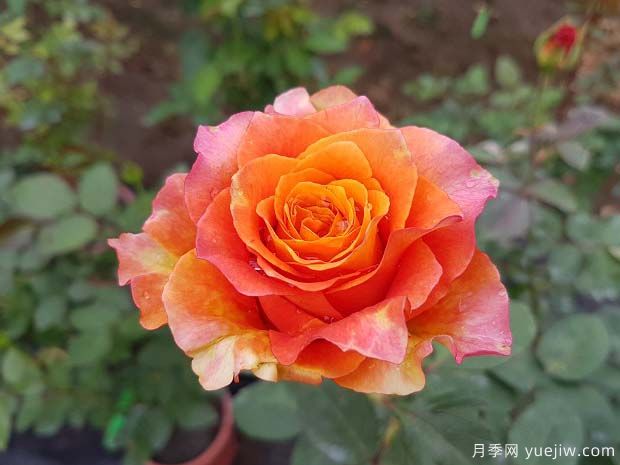 自由主义月季的优缺点:什么?(图1) 自由主义月季的优缺点是什么?(图1)