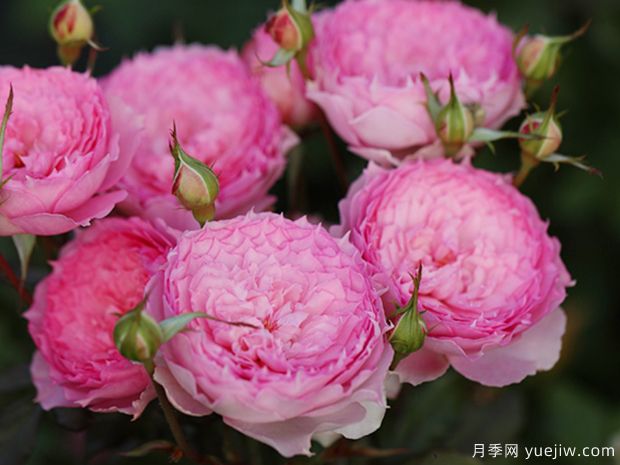 溶溶月月季的优缺点是什么?(图1) 溶溶月月季的优缺点是什么?(图1)