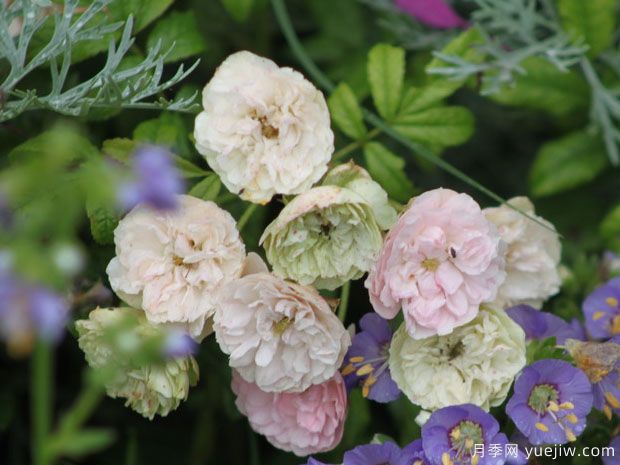 莉莉的爱月季(图1) 莉莉的爱月季(图1)