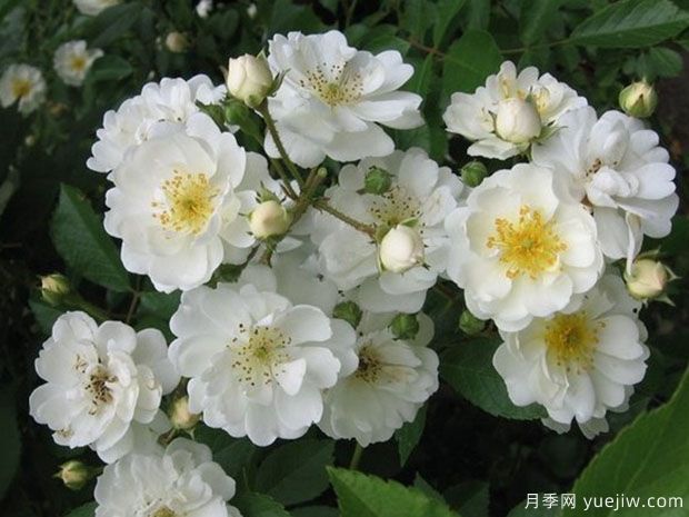 爱的花环月季(图1) 爱的花环月季(图1)