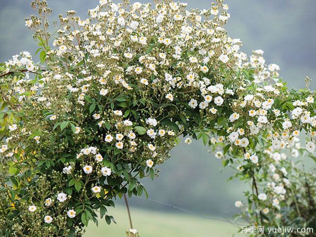 爱的花环月季(图2) 爱的花环月季(图2)