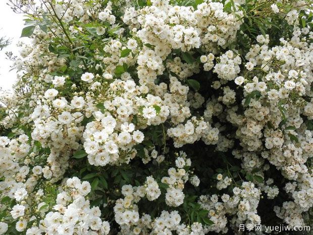 爱的花环月季(图3) 爱的花环月季(图3)