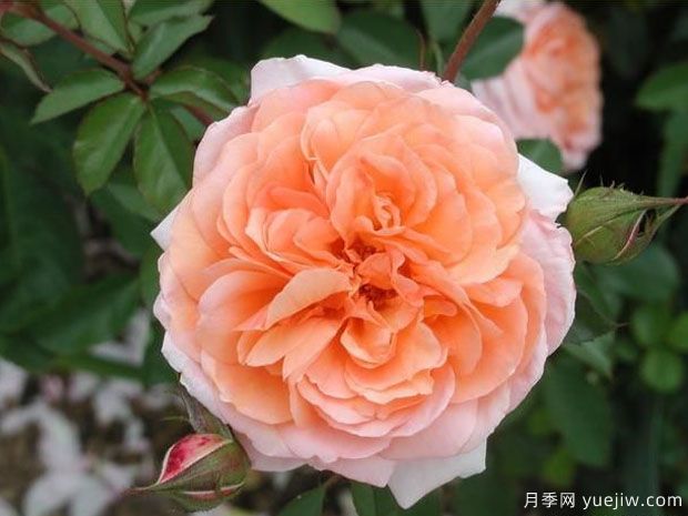 路易斯克莱门茨月季/门兹月季(图4) 路易斯克莱门茨月季/门兹月季(图5)