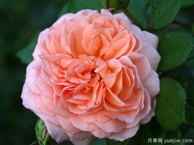 路易斯克莱门茨月季/门兹月季(图1) 路易斯克莱门茨月季/门兹月季(图1)