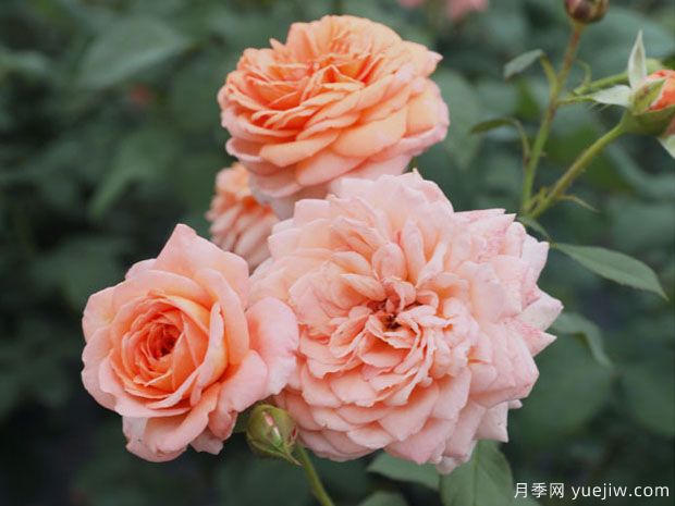 路易斯克莱门茨月季/门兹月季(图1) 路易斯克莱门茨月季/门兹月季(图4)