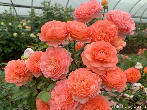 路易斯克莱门茨月季/门兹月季(图3) 路易斯克莱门茨月季/门兹月季(图3)