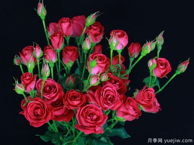 水果泡泡月季(图1) 水果泡泡月季(图1)