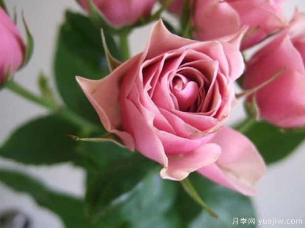 仿古花束月季(图3) 仿古花束月季(图3)