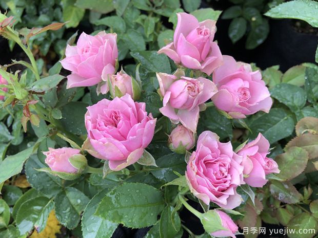 仿古花束月季(图4) 仿古花束月季(图4)