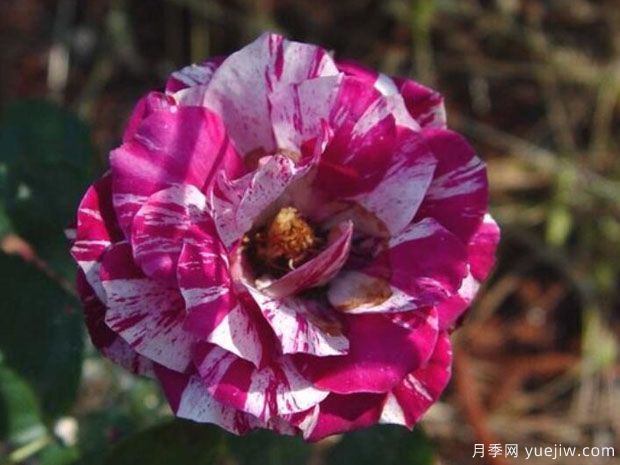 剑叶月季/箭叶月季(图1) 剑叶月季/箭叶月季(图1)