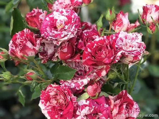 剑叶月季/箭叶月季(图3) 剑叶月季/箭叶月季(图3)