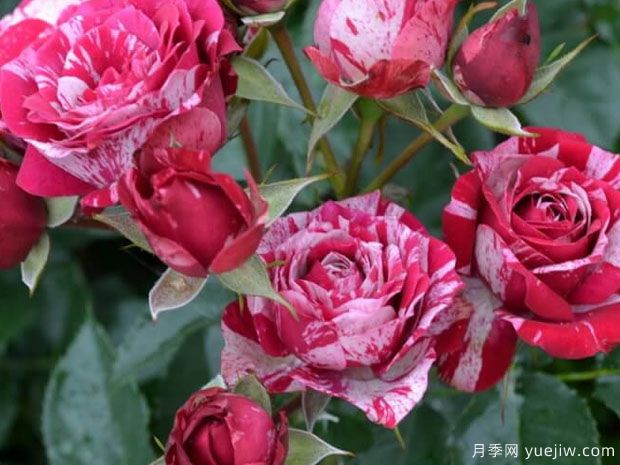 剑叶月季/箭叶月季(图2) 剑叶月季/箭叶月季(图2)