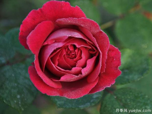 德伯家的苔丝月季/苔丝月季(图1) 德伯家的苔丝月季/苔丝月季(图1)