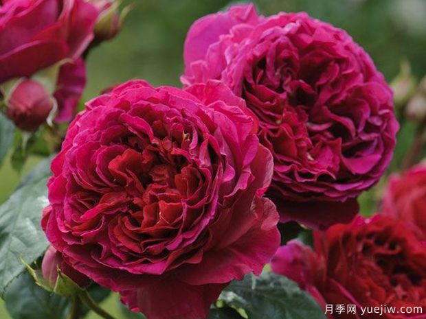 德伯家的苔丝月季/苔丝月季(图2) 德伯家的苔丝月季/苔丝月季(图2)