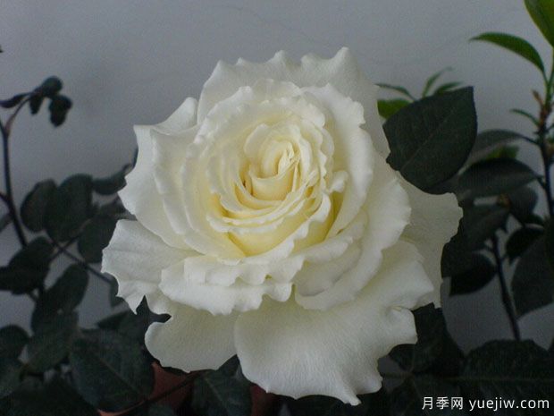 绿苹果月季(图3) 绿苹果月季(图3)