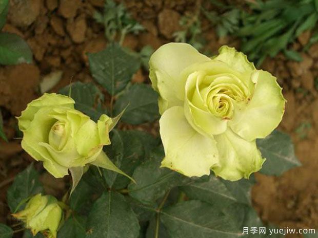 绿苹果月季(图2) 绿苹果月季(图2)