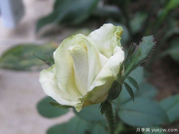 绿苹果月季(图4) 绿苹果月季(图4)