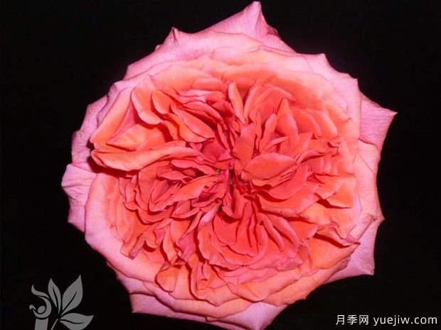 康帕内拉亮粉月季(图1) 康帕内拉亮粉月季(图1)