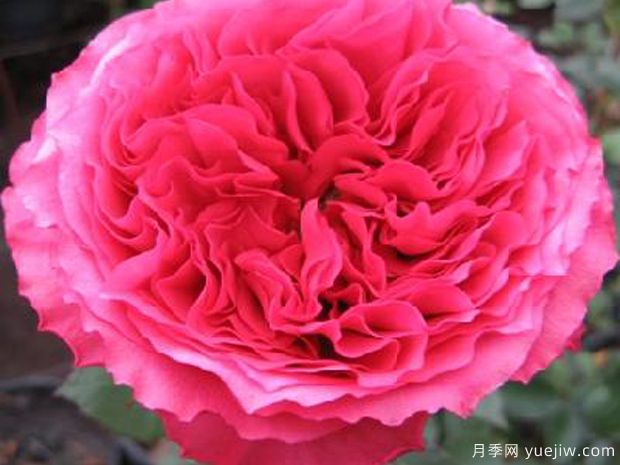 康帕内拉亮粉月季(图2) 康帕内拉亮粉月季(图2)