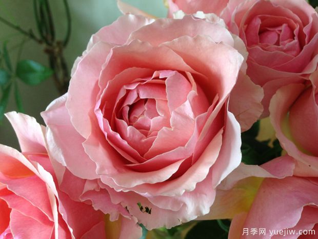 康帕内拉粉色月季(图1) 粉舞裙月季/粉色拉康帕内拉舞裙月季(图1)