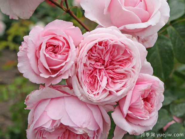 刁蛮公主月季/吻我凯特月季(图1)