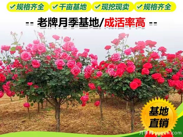选择花卉苗木注意事项(图1)