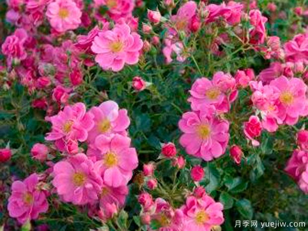 粉色蜜蜂乐园月季/明亮粉色引蝶月季(图2) 粉色蜜蜂乐园月季/明亮粉色引蝶月季(图2)