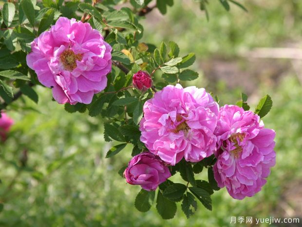 完美婚礼月季(图1) 完美婚礼月季(图1)