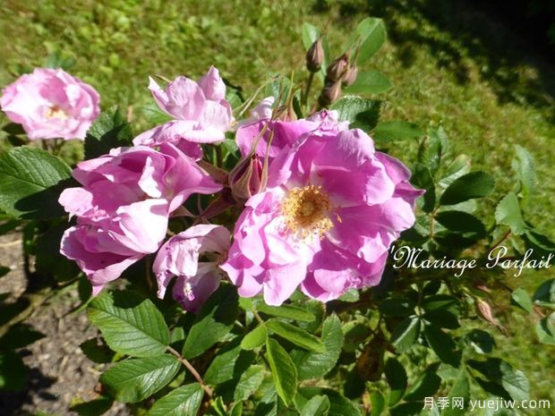 完美婚礼月季(图2) 完美婚礼月季(图2)