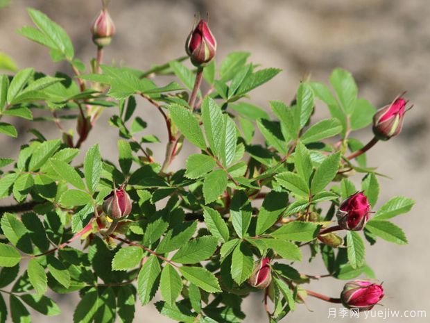 完美婚礼月季(图3) 完美婚礼月季(图3)