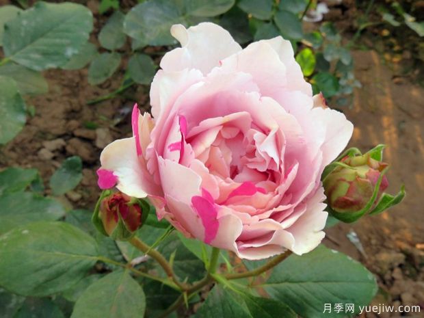 大理石冻糕月季(图2) 伊芙大理石冻糕月季(图2)